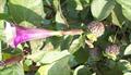 Datura metel
